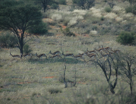 africanbow